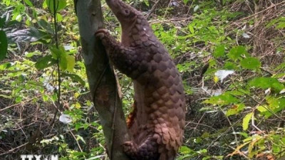 멸종위기 천산갑 두 마리, 야생으로 돌려보내