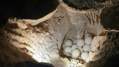 꼰다오 국립공원, 새끼 바다거북 12만 마리 바다에 방류