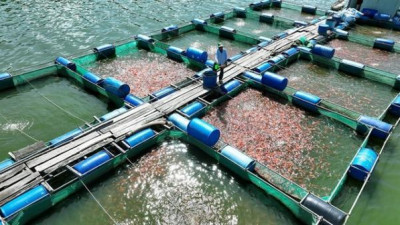 베트남, 브라질에 첫 틸라피아 생선 수출