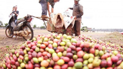 올해 커피 수출 80억 달러 돌파 전망