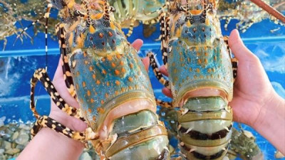 베트남 새우 수출, 사상 최고치 경신