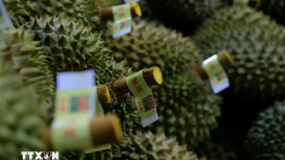 두리안 수출액, 사상 최고치 경신