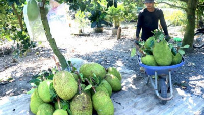 중국, 2026년 6월 1일부터 베트남산 신선 잭프루트 수입 허용