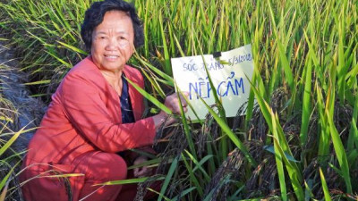 베트남 잡종벼의 어머니, 응우엔티짬