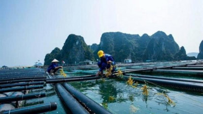 꽝닌성, 집중형 해상 양식 클러스터 조성 검토