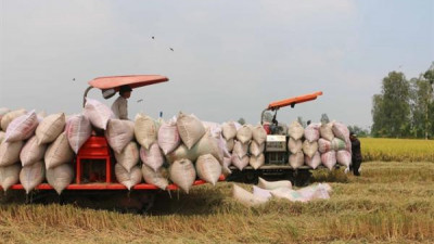 2026년 베트남산 쌀 수출량 773만 톤 전망