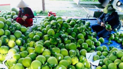 하노이, 2025년 농산물 수출액 20억 달러 돌파